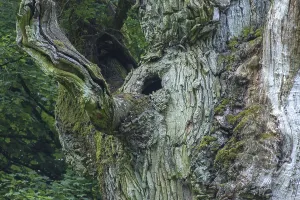 English oak approx. 800 years old (Quercus robur)