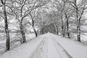 English oak avenue (Quercus robur) in the snow