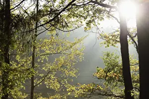 English oak, pedunculate oak or French oak (Quercus robur) leaves in a forest in autumn