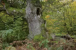 English Oak or Pedunculate Oak (Quercus robur)