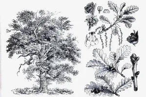 English oak (Quercus pedunculata)