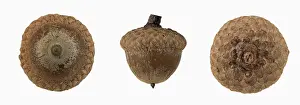 English oak (Quercus robur), acorn