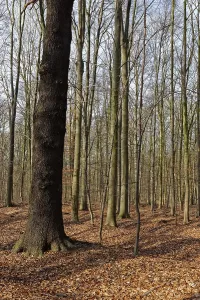 English oak (Quercus robur) in a copper beech forest (Fagus silvatica)