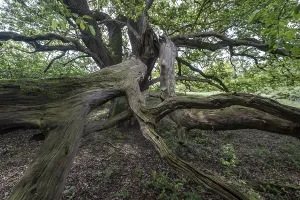 English oak (Quercus robur), hut oak