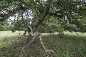 English oak (Quercus robur) in the Hutewald forest