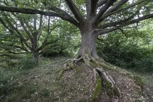 English oak (Quercus robur) in the Hutewald forest