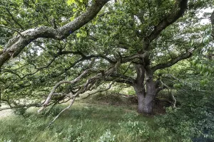 English oak (Quercus robur) in the Hutewald forest