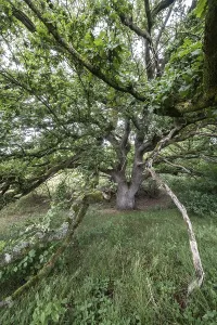 English oak (Quercus robur) in the Hutewald forest
