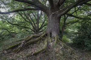 English oak (Quercus robur) in the Hutewald forest