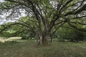 English oak (Quercus robur) in the Hutewald forest