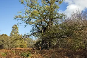 English oak (Quercus robur), primeval forest Sababurg