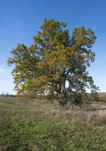 English oak (Quercus robur), solitary tree in a meadow