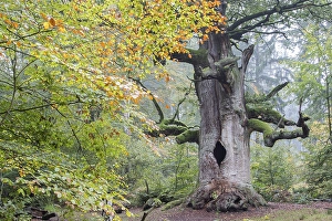 English oak (Quercus robur) in Urwald Sababurg