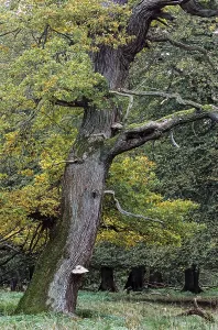 English Oak a tree named Majesty Oak with a circumference of 12