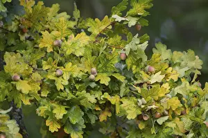 English oak tree (Quercus robur) acorn nuts in autumn