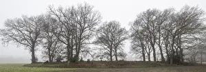 English oaks (Quercus robur) in fog