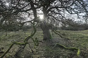 English oaks (Quercus robur) in the Hutewald forest