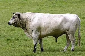English park cattle, bull, bull