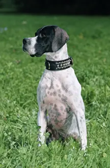 English pointer, collar