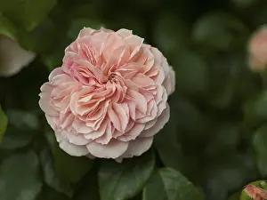 English rose flower, beetrose, local garden