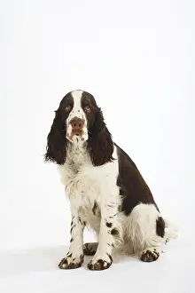 Framed Print : English Springer Spaniel Framed Print : English Springer Spaniel
