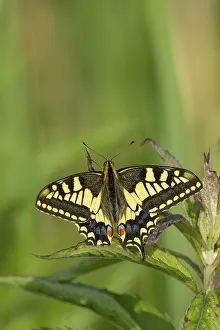 English swallowtail butterfly (Papilio machaon) adult insect resting on a plant leaf in summer