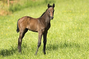 English thoroughbred, foal, Baden-Wuerttemberg