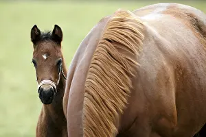 English thoroughbred horse, racehorse