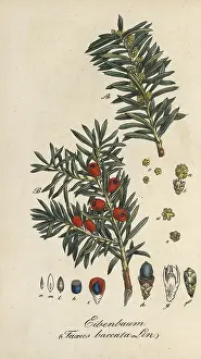 English yew, Taxus baccata, authentic