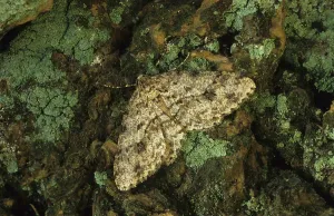 Engrailed Moth (Ectropis bistortata)