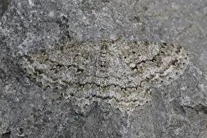 Engrailed (moth) (Ectropis crepuscularia)