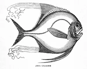 Engraving of the African pompano (Alectis ciliaris)