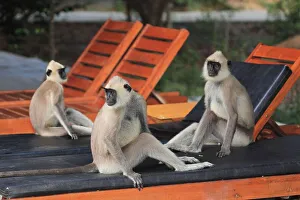Entellus langur of Ceylon, Yala National Park (Presbytis entellus priam)