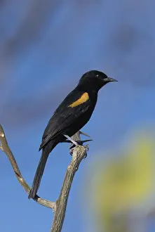 Epaulet Oriole (Icterus cayanensis)