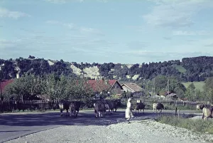 Epfach near Schongau, cattle drive