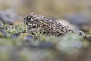Epidalea calamita, Kreuzkrote (syn)