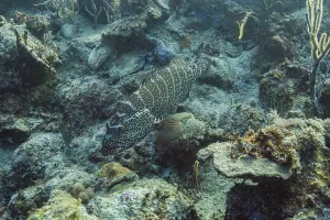 Epinephelus itajara or goliath grouper resting at the bottom of the sea