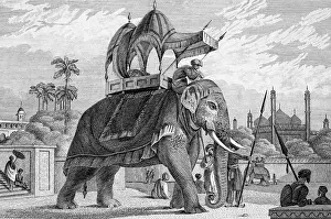 Equipped, decorated elephant with stretcher