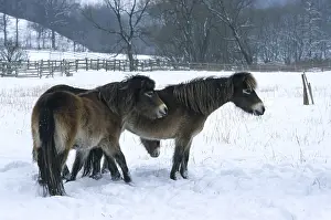 Equus ferus caballus, exmoor pony