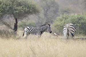 Equus quagga, landscape, Kruger National Park