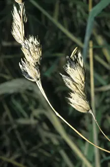 Ergot (Claviceps purpurea on Dactylis glomerata)