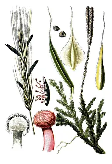 Ergot (Claviceps purpures), left
