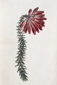 Erica cerinthoides (Erica cerinthoides)