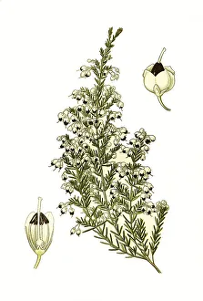 Erica melanthera, Black-Anthered Heath