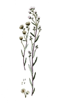 Erigeron acre, Erigeron acer, digital reproduction of a historical original