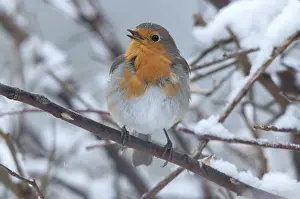 Erithacus rubecula, robin, robins