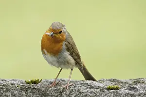 Erithacus rubecula a robin on a stone has a small winged insect in its beak and is looking at it