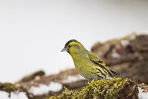 Erlenzeisig, Carduelis spinus, Eurasian siskin
