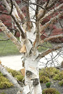 Erman's birch (Betula ermanii)