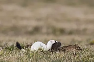Ermine (Mustela erminea)